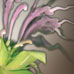 Bee Balm Fantasy