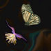 Butterfly Dream 101