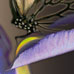Butterfly Dream 102