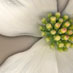 Dogwood Day