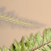 Fern S-101