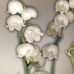 Lilly of the Valley S-102