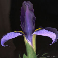 Iris Glow