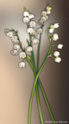 Lilly of the Valley S-102