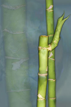 Bamboo S-101