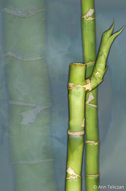 Bamboo 101