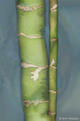 Bamboo 103