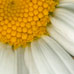 Daisy 101