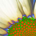 Daisy 102