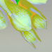 Bleeding Heart