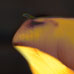 Calla S-102