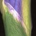 Iris Glow