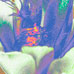 Night Flower