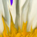 Peeking Daisy