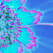 Coreopsis