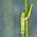 Bamboo S-101