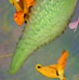Flight