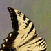 Fly