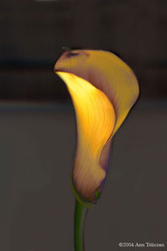Calla S-102