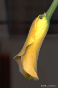 Calla S-101