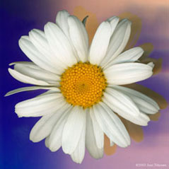 Daisy 101