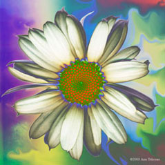 Daisy 102