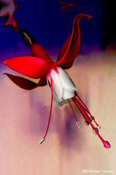 Fuschia Fertalia