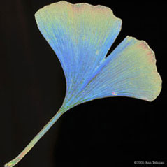Ginko Ricko