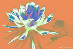 Night Flower