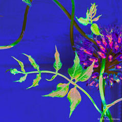 Night Wisteria
