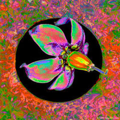 Nightshade On Acid