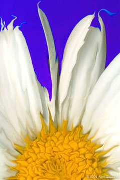 Peeking Daisy