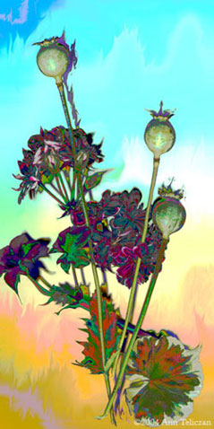 Poppy Whoppy