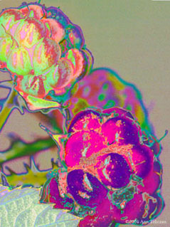 Raspberry Dream