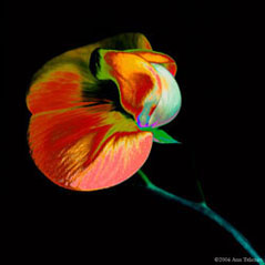 Sweet