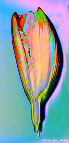 Lilly Dream