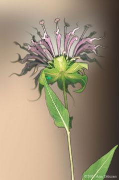 Bee Balm Fantasy