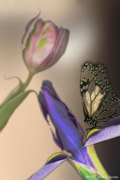 Butterfly Dream 102