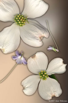 Dogwood Day