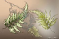 Fern 102