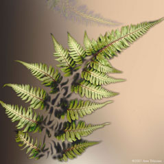 Fern S-101