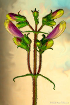 Flora Magic