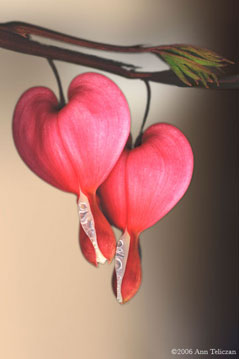 Heart 101