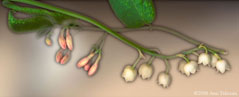Lilly of The Valley 101