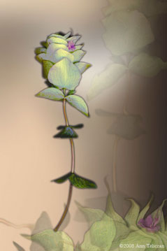 Oregano