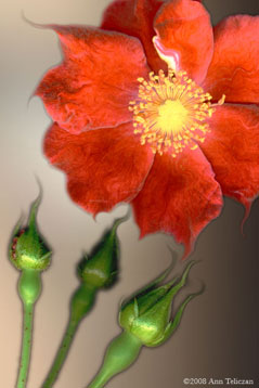 Rose