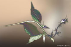Windflower