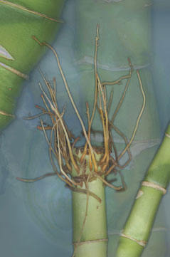 Bamboo S-102