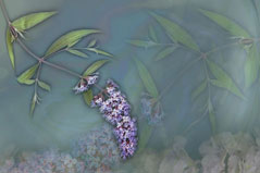Lavenlove