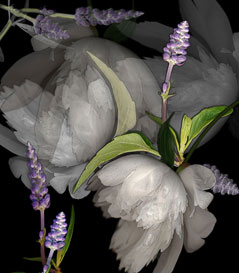 Moonglow s-102